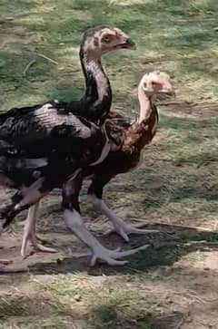 Mianwali|Sindhi|paths|pathi|chicks|pure