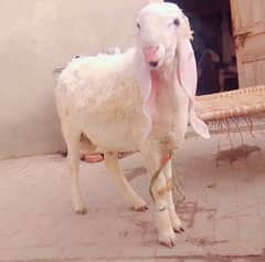 Dumba for sale دنبہ