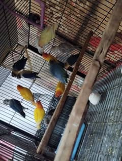 breeder