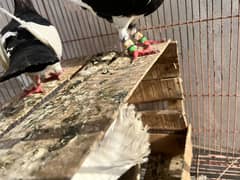 Danish and fantail pair