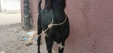 2 dant pkka khassi contec no 03343732783