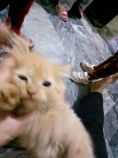 Persian cat triple coated