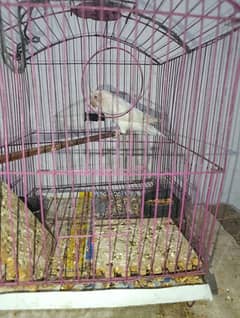 Parrots