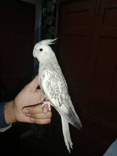 Hand tame full loving bird