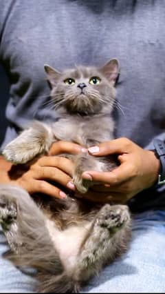 Female cat - breeder female cat - persian cat-gray cat