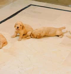 American golden retriever puppies