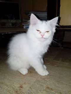 Female kittens (3 pair brown)