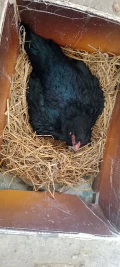 3 pure Aseel Breeder female
