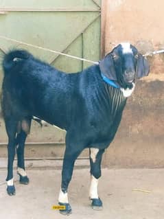 Bakra