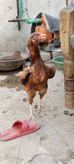Aseel bangam. the age of hen is Six months