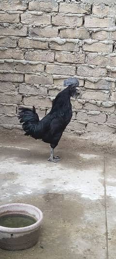 Ayam cemani rooster