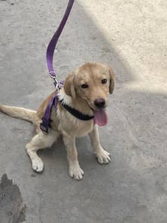 5 Month female laberadog available for sale