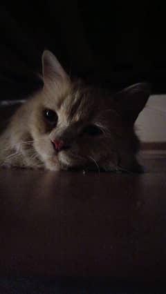 Persian cat