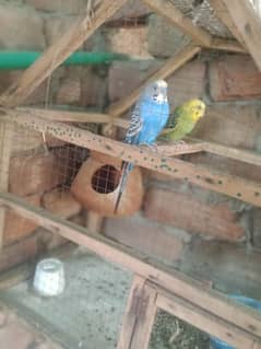 Australian pairs of parrots