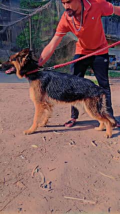 German shepherd long coat male