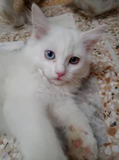 it's my cat.