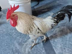 golden misri 2 murgiya ik murga leghorn silver