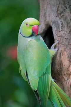 green
