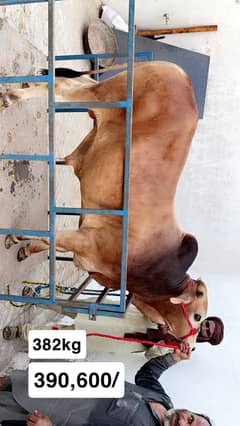Qurbani Animals | Bull | Bachra | Cow | Qurbani vacha
