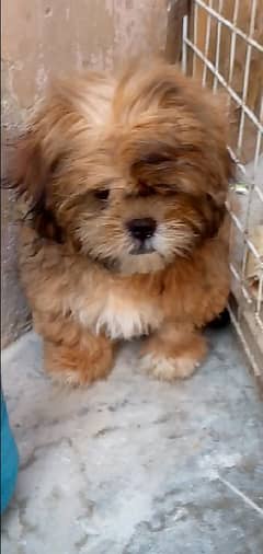 shihtzu