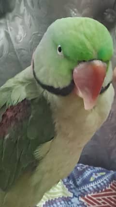 Alexander