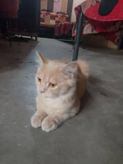 Persian cat