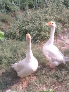 Beautiful Male & Female Duck Pair Available