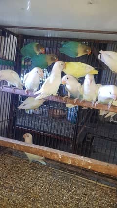lovebirds