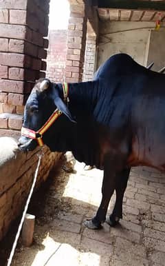 Bull for Qurbani, Beautiful animal for Qurbani 360KG Live weight.