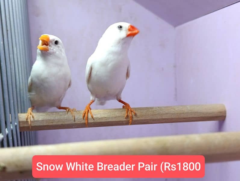 Snow White Zebra Finches & Java  For Sale 0