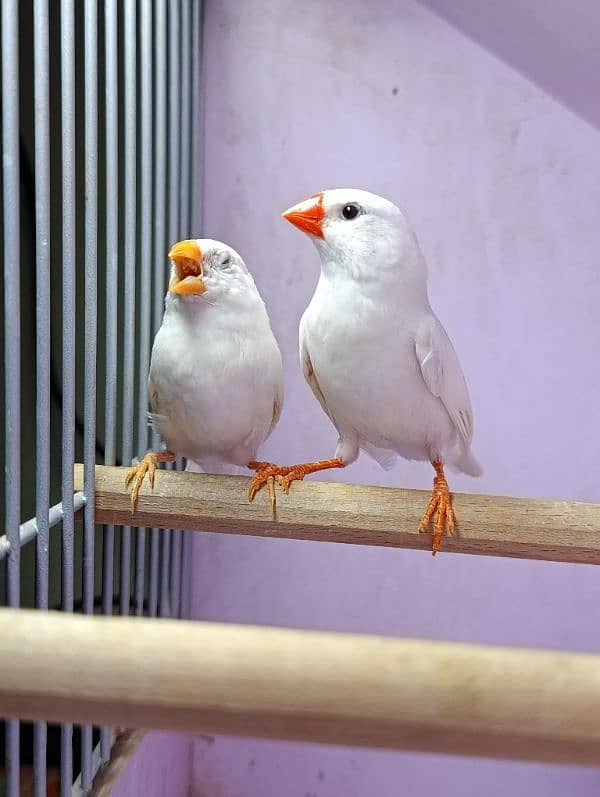 Snow White Zebra Finches & Java  For Sale 2