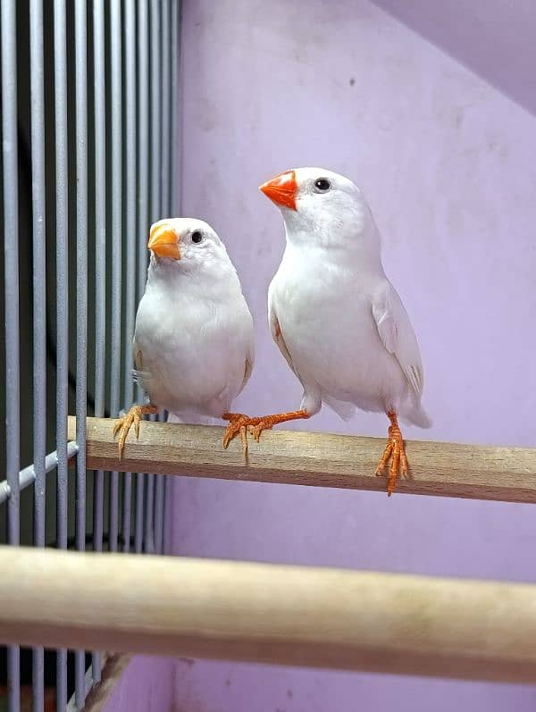 Snow White Zebra Finches & Java  For Sale 3
