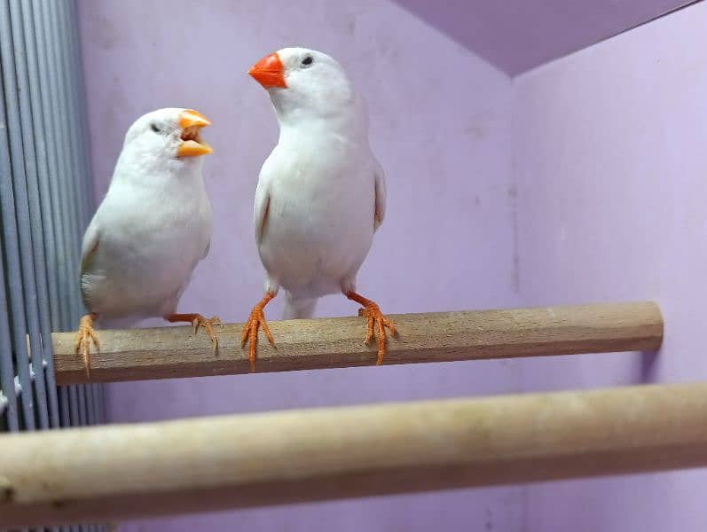 Snow White Zebra Finches & Java  For Sale 4