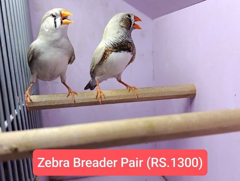 Snow White Zebra Finches & Java  For Sale 5