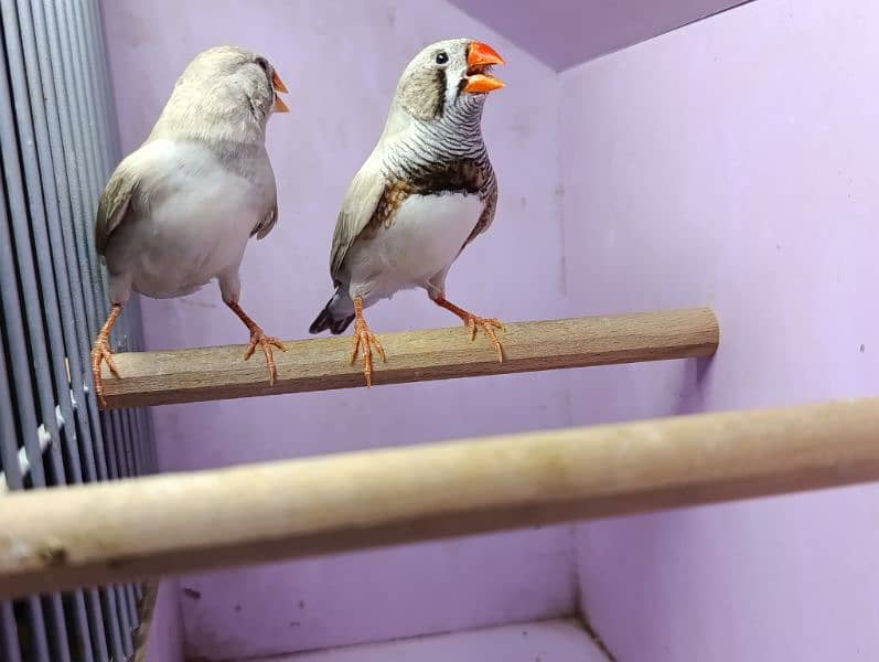 Snow White Zebra Finches & Java  For Sale 6