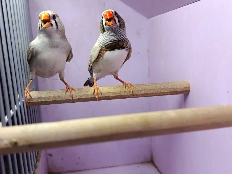 Snow White Zebra Finches & Java  For Sale 8