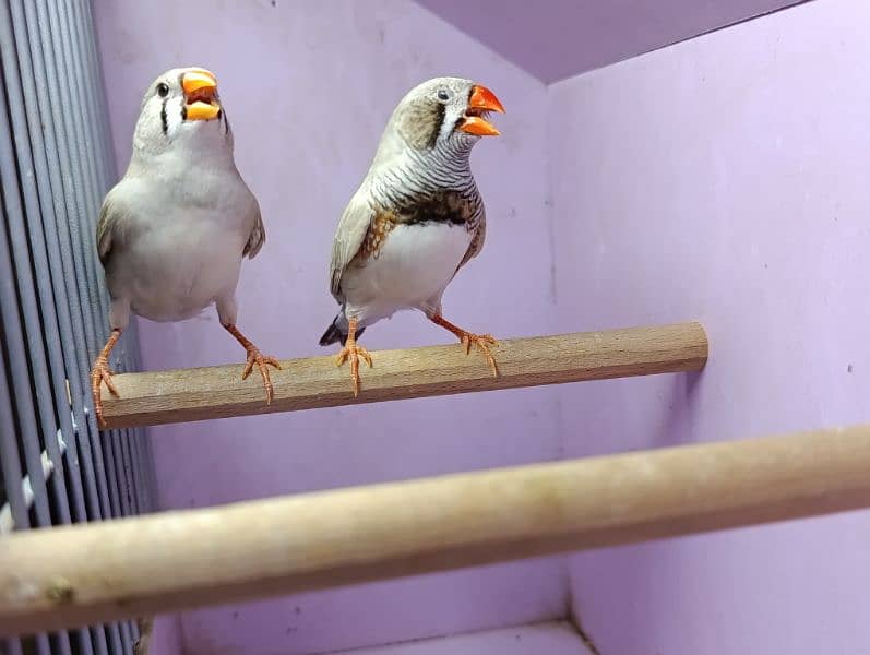 Snow White Zebra Finches & Java  For Sale 10