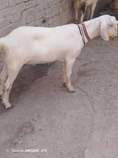 Bakra for sell