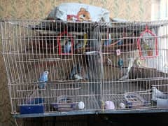 Budgies and red eyes parrot for sale