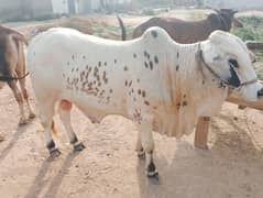 Qurbani | Bull | cow | Bachra | Katta | vacha | 2 dant bachry