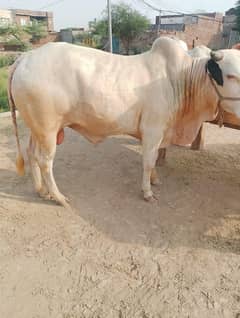 Qurbani | Bull | cow | Bachra | Katta | vacha | 2 dant bachry