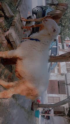 chatra