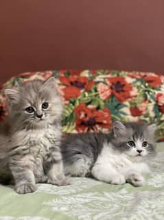 PERSIAN KITTENS/CAT TRIPLE COAT