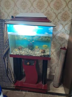 aquarium for sale