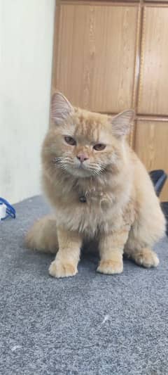 Persian cat, light brown, 1 year , vaccine