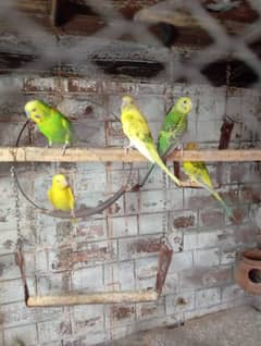 Australian pearots for urgent sale. . red eyes b available hen.