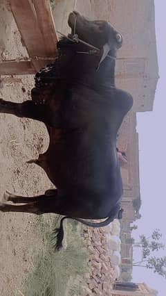 Bull