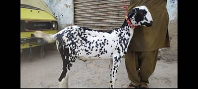 khassi