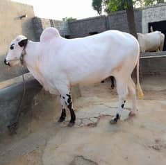 qurbani ka janwar(03417923789)