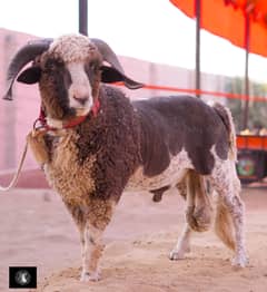Longtail Sheep | Dumba | Sudani Sheep | imported sheep | Chatra | دن٘بَہ